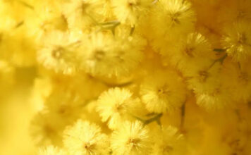 Tante iniziative da marzo a giugno ad Albinea per “Primavera di donne”