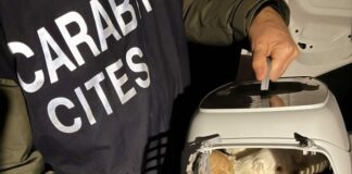 I militari del Nucleo Carabinieri CITES di Bologna sequestrano sette cuccioli di Maltipoo