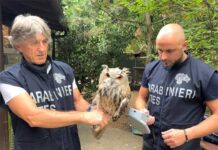 Giornata Mondiale della Fauna Selvatica, legalità e tutela dell’ambiente al centro dell’azione dei Carabinieri Forestali
